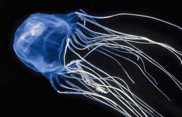 世界上最毒的动物排名，方水母最毒(60个触须碰到即死)