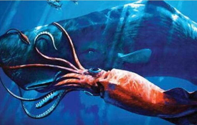 大王乌贼有多大，世界第二大无脊椎动物(长20米/重1吨)