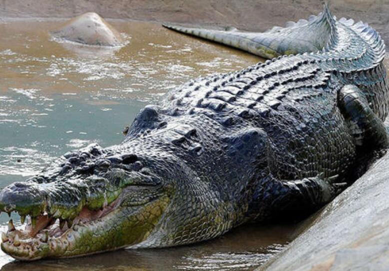 世界上最大的鳄鱼排行榜，湾鳄最大(长7米/重1600千克)