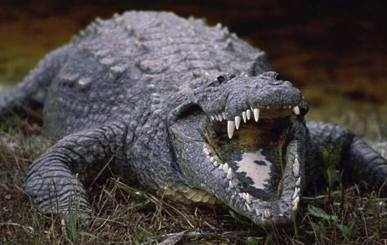 世界上最大的鳄鱼排行榜，湾鳄最大(长7米/重1600千克)