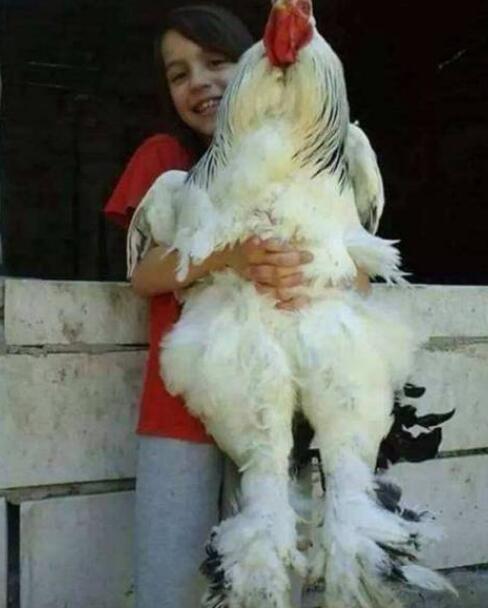 世界上最大的鸡，婆罗门鸡又叫梵天鸡(重8公斤/高1.2米)
