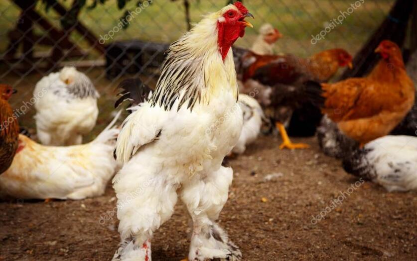 世界上最大的鸡，婆罗门鸡又叫梵天鸡(重8公斤/高1.2米)