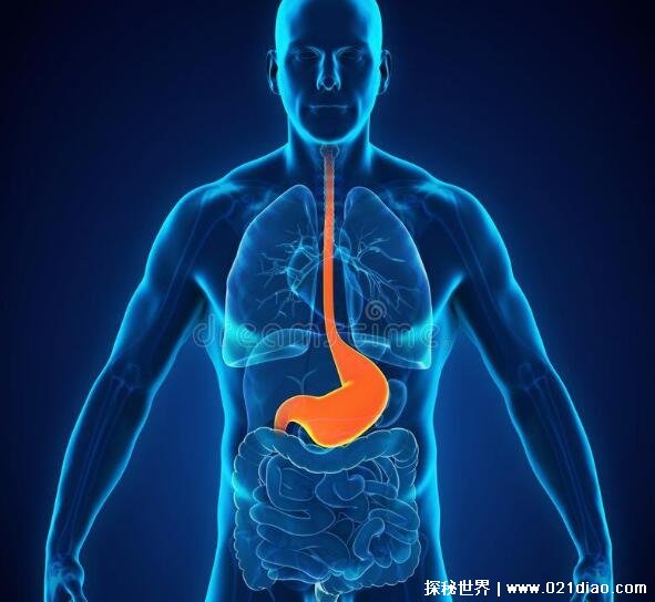 胃在什么位置图片，三种养胃办法让您远离胃病困扰
