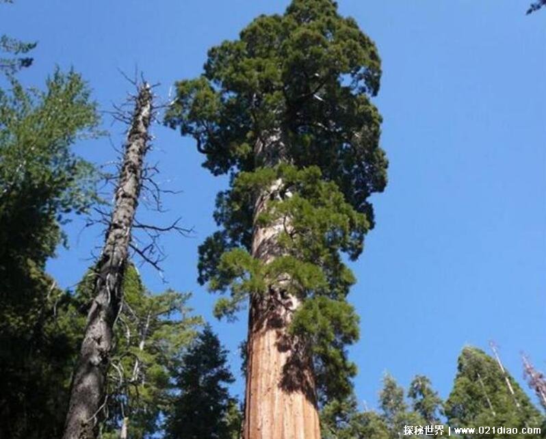 世界上最高的树十大排行，澳洲杏仁桉树最高(长达156米)