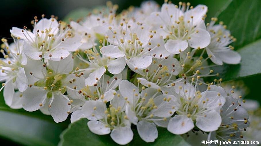 石楠花为什么是精子味，由石楠花中的三甲胺引起