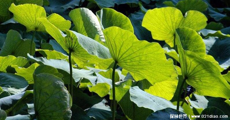 粽子叶是什么植物的叶子，这四种植物的叶子都可以用来包粽子
