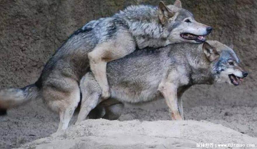 狈是什么动物真实存在吗，误传为骑在狼上行走的动物(附图片)