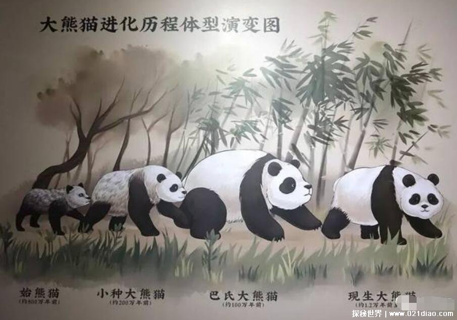 始熊猫长什么样子吃人吗，和剑齿虎比哪个更厉害(附图片)