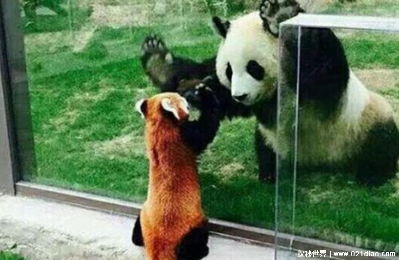 始熊猫长什么样子吃人吗，和剑齿虎比哪个更厉害(附图片)