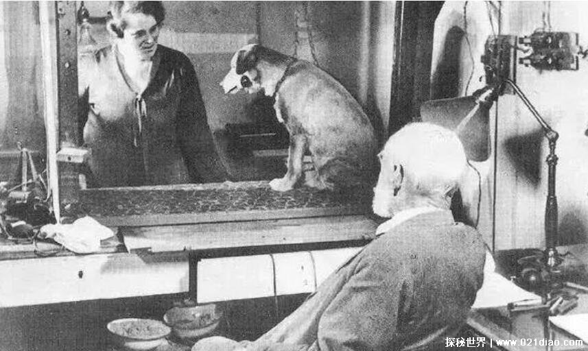 巴甫洛夫的狗实验说明了什么，从生理中探出人类各种情绪的来源