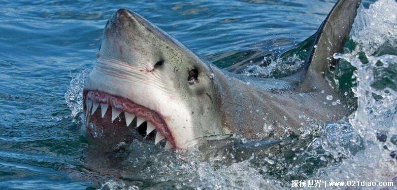 最真实的鲨鱼图片大全，其实大多数不会吃人(百分之九十是误伤)