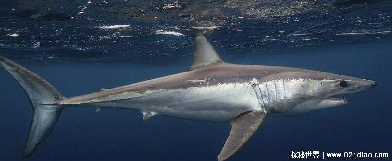 最真实的鲨鱼图片大全，其实大多数不会吃人(百分之九十是误伤)