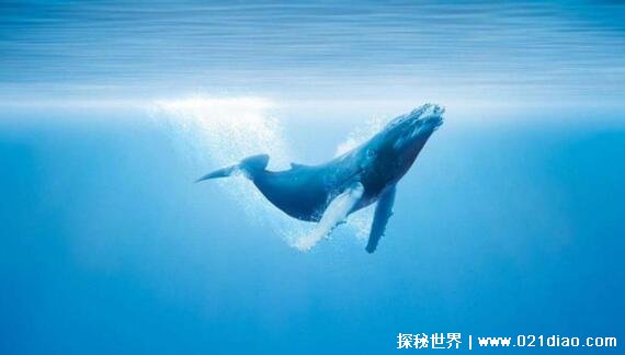 鲸落是什么意思，鲸鱼死亡后尸体沉入海底(如今可以用来表白)