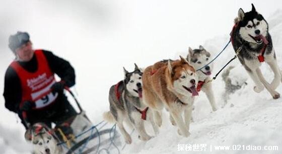 雪橇三傻是那三种狗，哈士奇/阿拉斯加/萨摩耶(又傻又可爱)