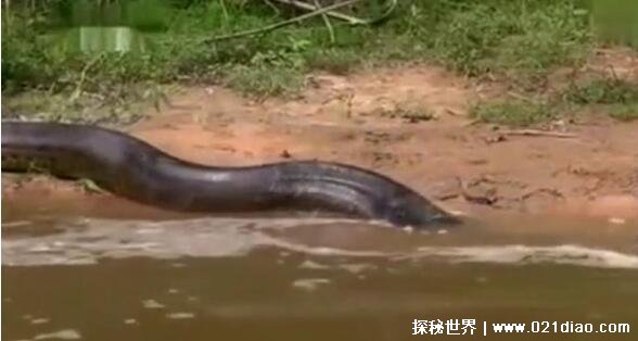 中国最吓人的一条巨蛇，长达50米的巨蟒(将目击者当场吓晕过去)