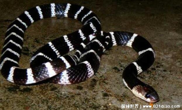 农村十大毒蛇排名，最毒的蛇是舟山眼镜蛇(能轻易毒死小型动物)