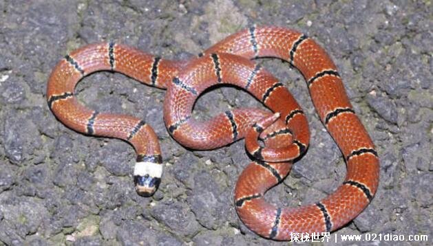 农村十大毒蛇排名，最毒的蛇是舟山眼镜蛇(能轻易毒死小型动物)