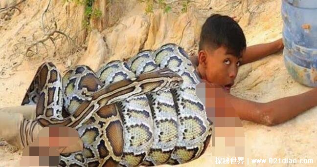 1999年秦岭蟒蛇渡劫事件，将少年男性作为祭品(吞噬后飞升成龙)