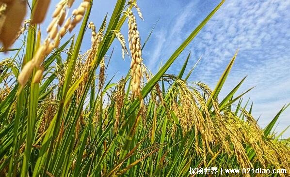 五谷是哪五谷分别是什么，稻黍稷麦菽(中国传统五种谷物)