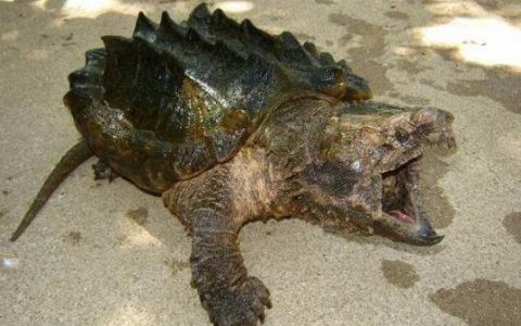 世界上最吓人的乌龟，棱皮海龟(满嘴都是恐怖尖牙)