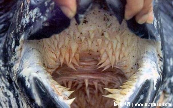 世界上最吓人的乌龟，棱皮海龟(满嘴都是恐怖尖牙)