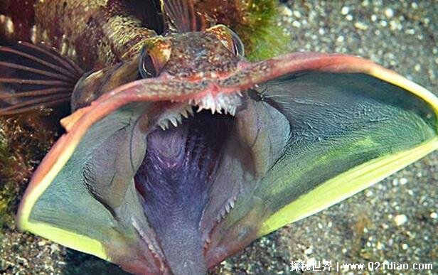 最凶猛的十大恐怖鱼，第三名长的很像女性下体(附真实图片)