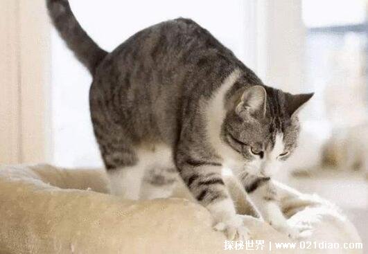 猫咪踩奶是什么意思，用爪子踩踏柔软的地方(促进猫奶分泌行为)