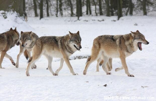 三种世界上最可怕的狼，北美灰狼最大(能干死老虎和狮子)