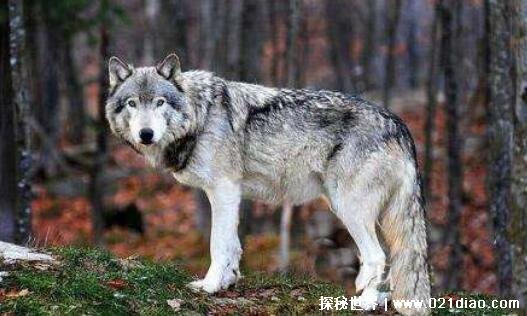 三种世界上最可怕的狼，北美灰狼最大(能干死老虎和狮子)