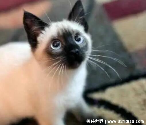 暹罗猫价格多少钱一只，纯种幼猫最低价格为2000元一只