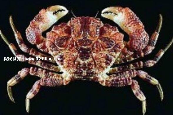 十大世界上最危险的螃蟹排名，埋扇蟹毒性强如眼镜蛇(附图片)