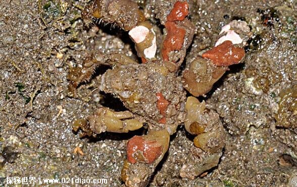 十大世界上最危险的螃蟹排名，埋扇蟹毒性强如眼镜蛇(附图片)