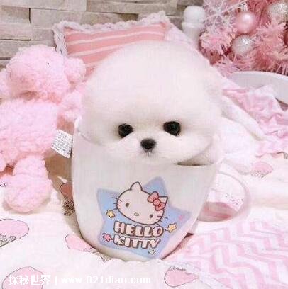 宠物茶杯犬多少钱一只，白色的最便宜2000元一只(茶杯犬有缺陷)
