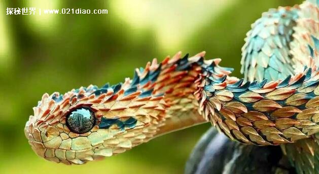 世界上最帅的蛇是什么，像龙一样的基伍树蝰(附高清视频和图片)