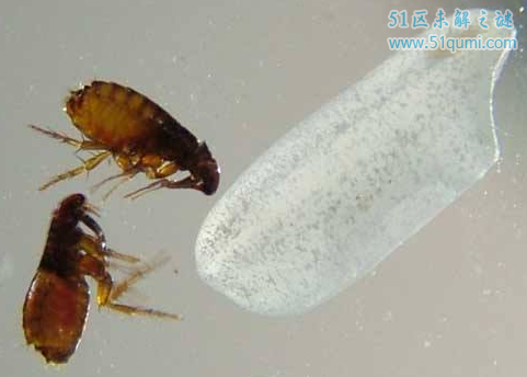 人蚤和跳蚤有什么区别?如何在家中预防它的出现?