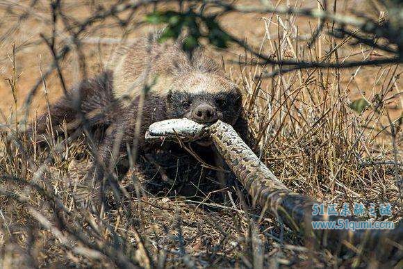 平头哥蜜獾动物界的"大佬" 最喜欢吃毒蛇狮子都怕它