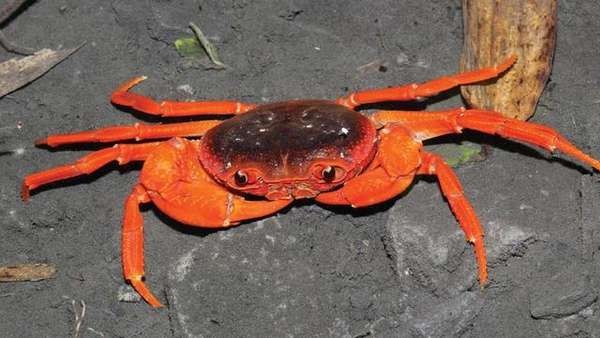 中国出现新螃蟹物种 自带表情的红色螃蟹