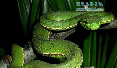 竹叶青蛇:危险又美丽的毒蛇 一条多少钱?可以吃吗?