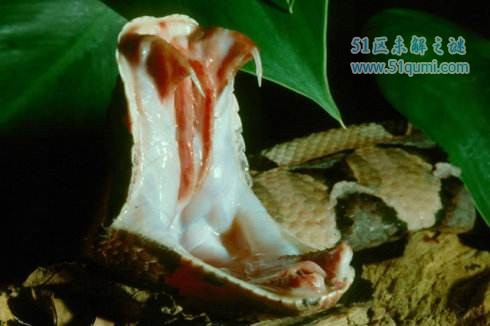 加蓬蝰蛇:毒牙长达5cm的毒蛇 和眼睛王蛇比谁会赢?