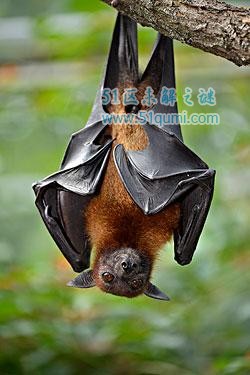 狐蝠世界上最大的蝙蝠(翼展8米) 狐蝠会咬人吗?