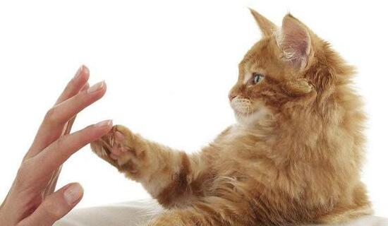 猫咪恨主人的十种表现，兽医师专业分析(养猫人士必看)