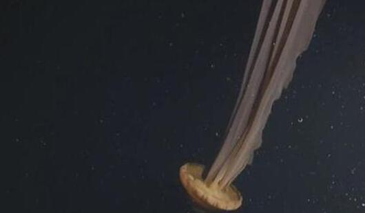 海洋中最罕见的水母，冥河水母(110年间只看见过115次)