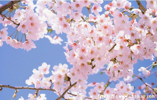 日本国花是什么花，樱花和菊花都是日本的国花