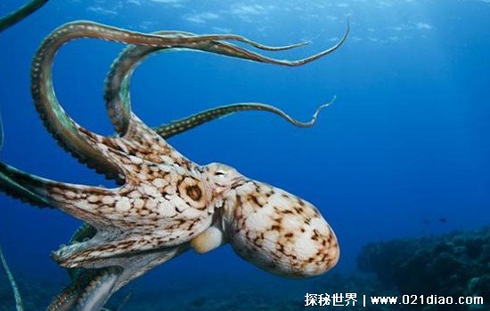 北太平洋巨型章鱼有多大，是世界最大的章鱼(重达544斤)