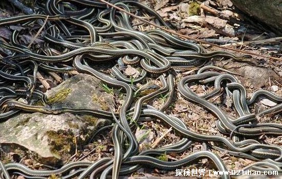 中国八三年蛇灾真相揭秘，很可能是洪水引发蛇大量聚集