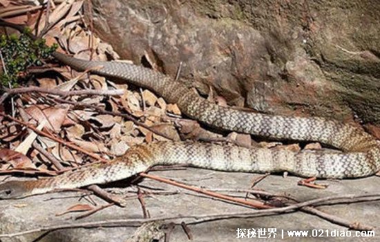 中国八三年蛇灾真相揭秘，很可能是洪水引发蛇大量聚集