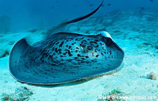 世界最大的淡水鱼是什么鱼，巨型黄貂鱼(重量约为726斤)