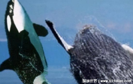座头鲸殴打虎鲸是真的吗，虎鲸为什么怕座头鲸(并不是真的)
