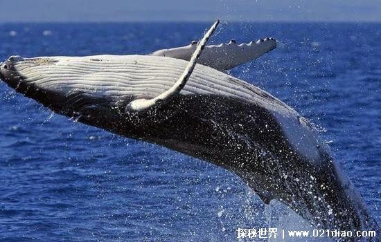 座头鲸殴打虎鲸是真的吗，虎鲸为什么怕座头鲸(并不是真的)