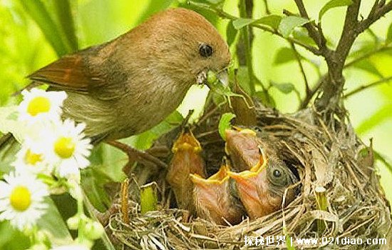 一般麻雀吃什么食物能活，主要以植物种子为食(也吃虫子大米等)